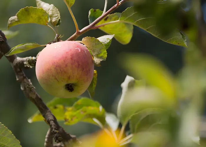 Apfelbaeumchen 別荘